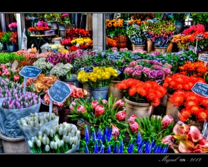                           Flower Market in Holland